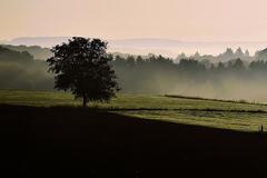 Dans la brume matinale