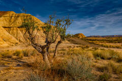 Quand t'es dans le d&eacute;sert