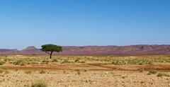L'arbre des nomades, l'acacia, d&eacute;sert sud marocain