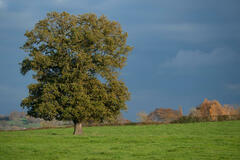 Presque seul au milieu de la prairie