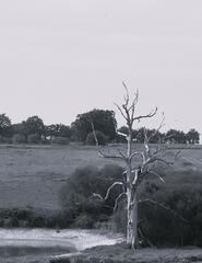 Mort mais encore debout !