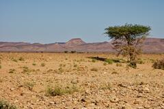 Seul dans l'immensit&eacute; du d&eacute;sert