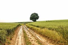 J&rsquo;attends les moissons