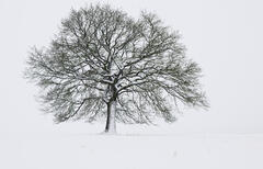 Ceci n'est pas du Noir et Blanc