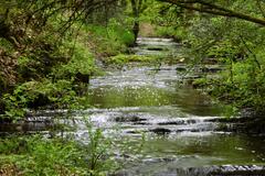 Au milieu coule une rivière