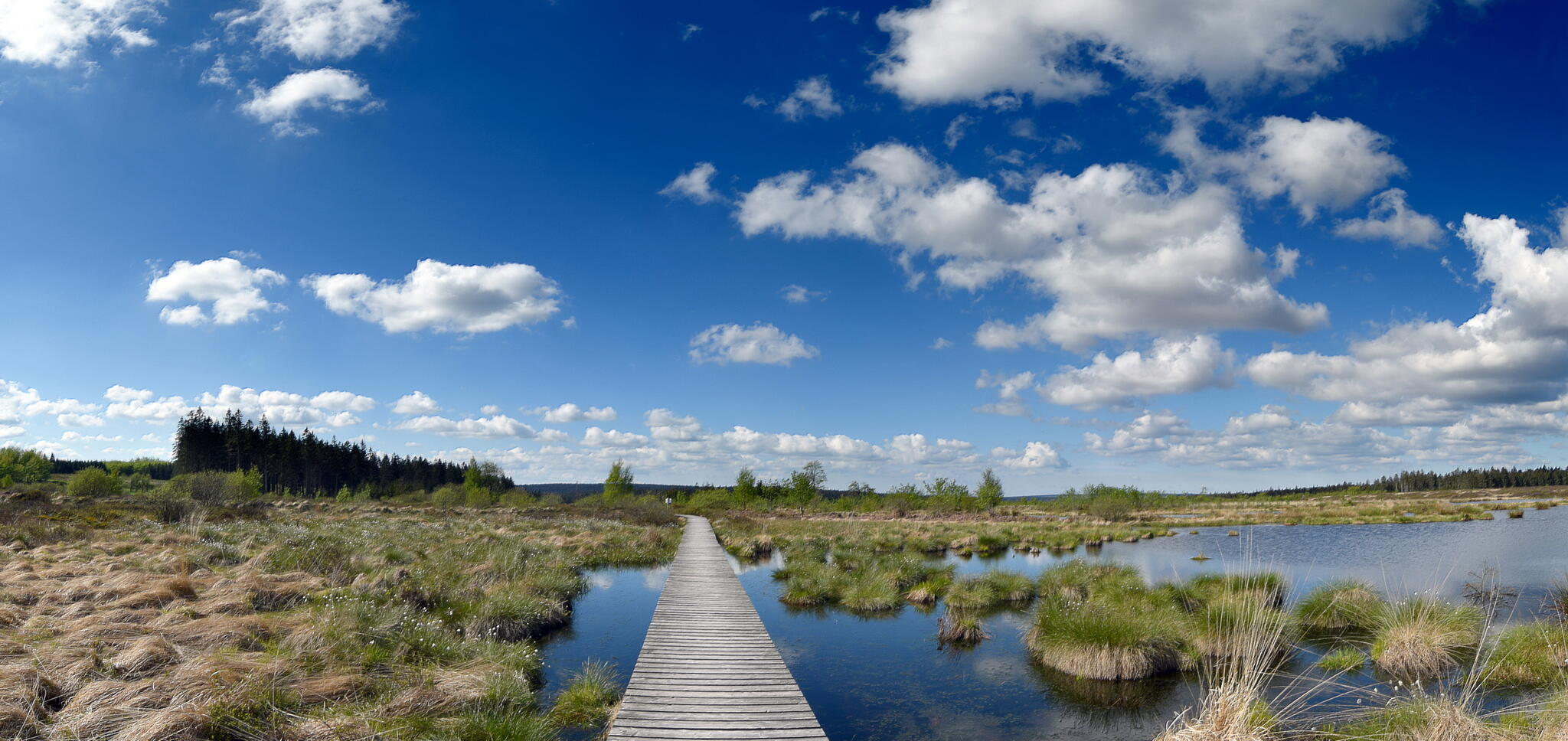 les tourbières [Photo de Jean-Marie Aldenhoff]