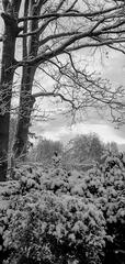 "Tombe la neige et mon cœur s'habille de noir".