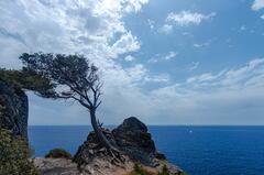 L'arbre à demi vivant, balayé par les vents