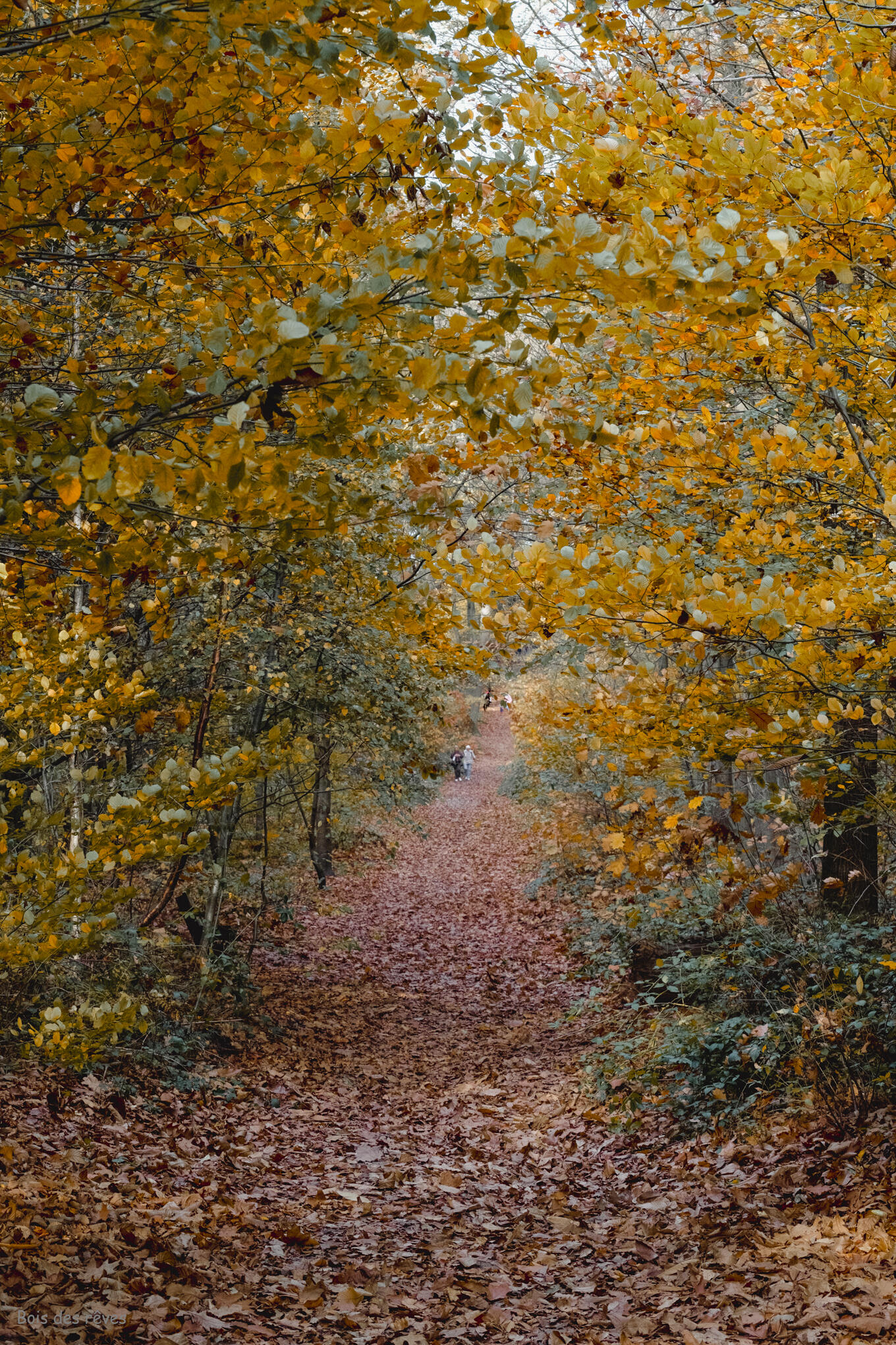 Le petit chemin qui sent la noisette [Photo de Patrick Mac Kay]