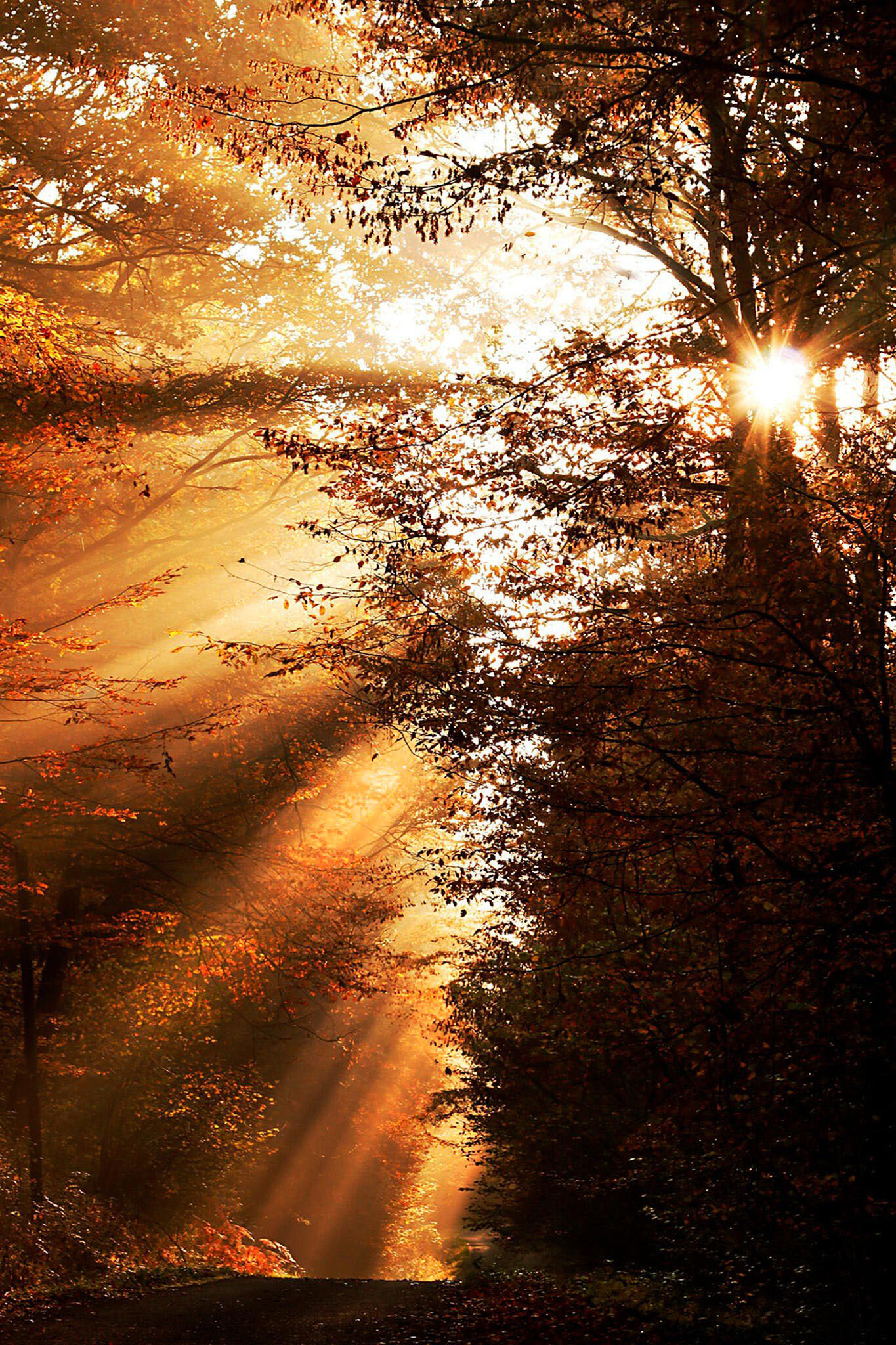Lumières d'automne [Photo de Gina Mourey-Bassani]