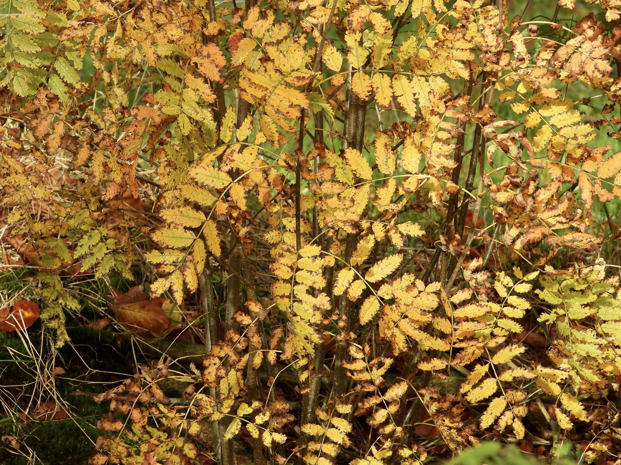 Degrés de jaune [Photo de Dani Moore]