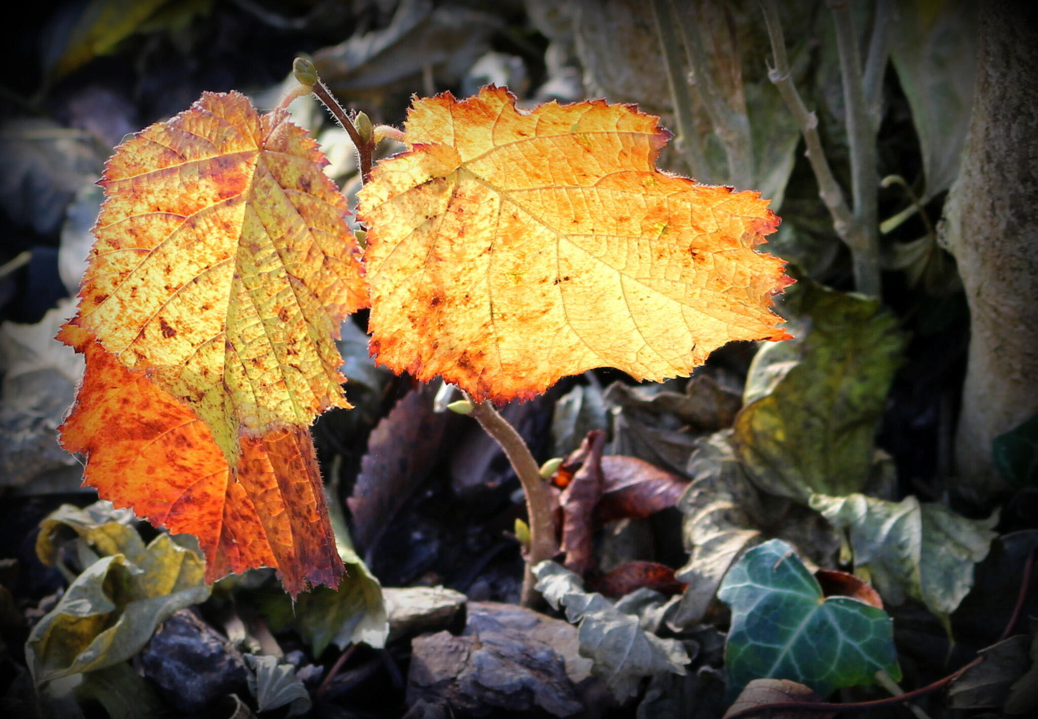 Lumière d'automne [Photo de Dominique Beerens]