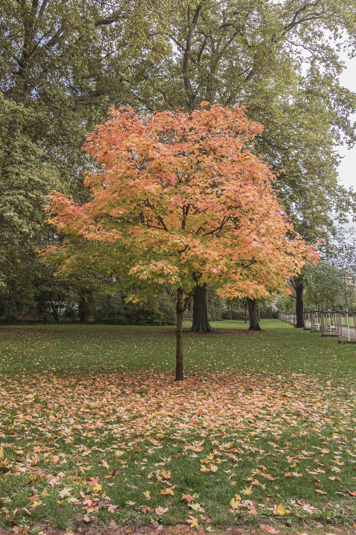 L'arbre [Photo de Robert Cure]
