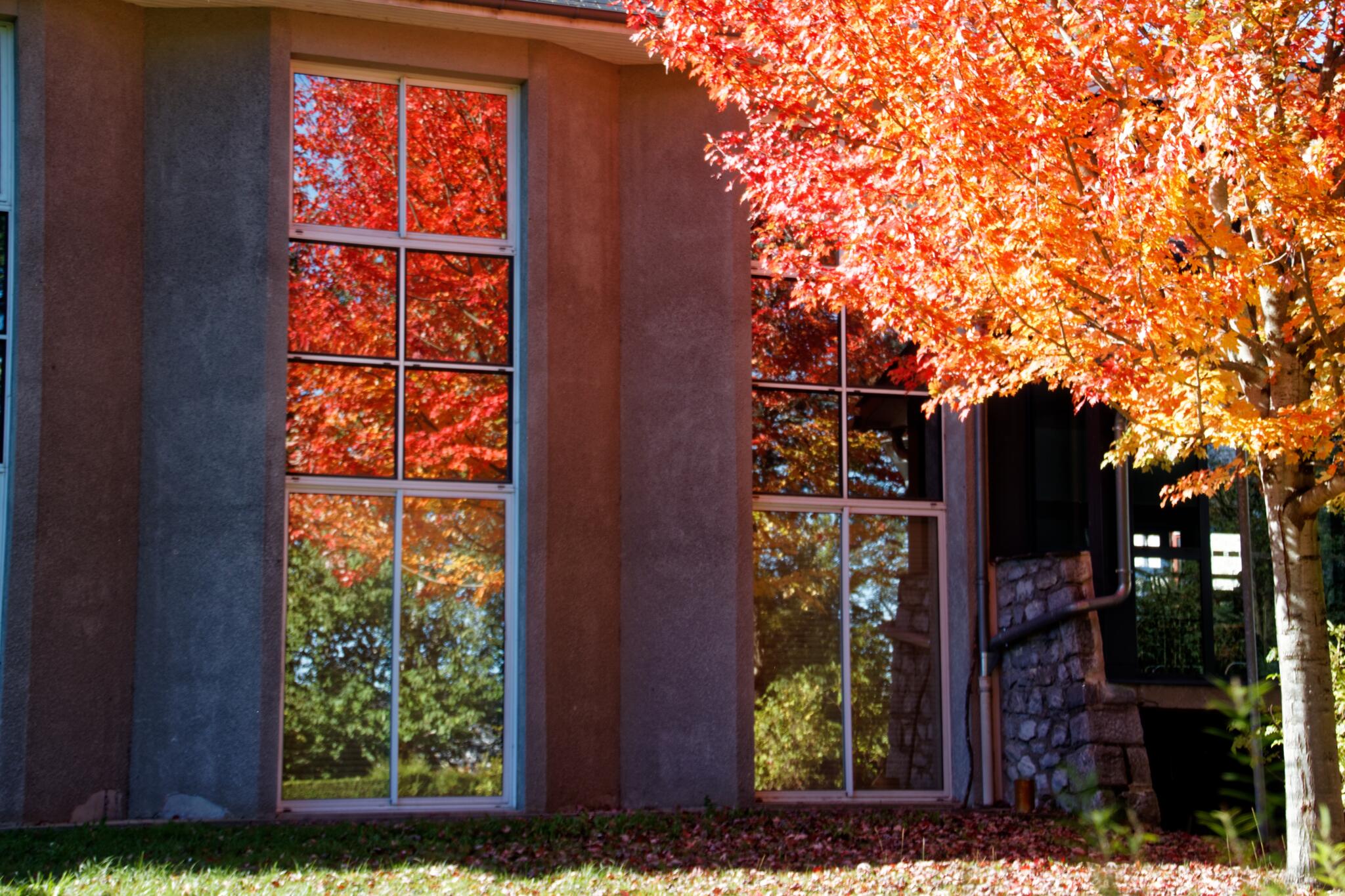 Miroir végétal [Photo de Pascal Bronnec]