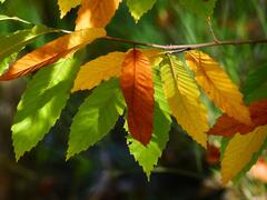 Chataignier en automne