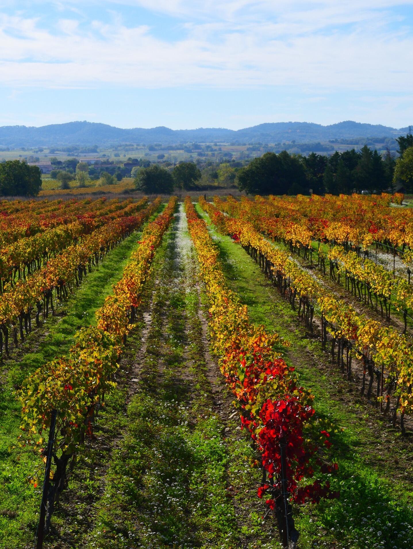 Vignes [Photo de Lise Wadoux]