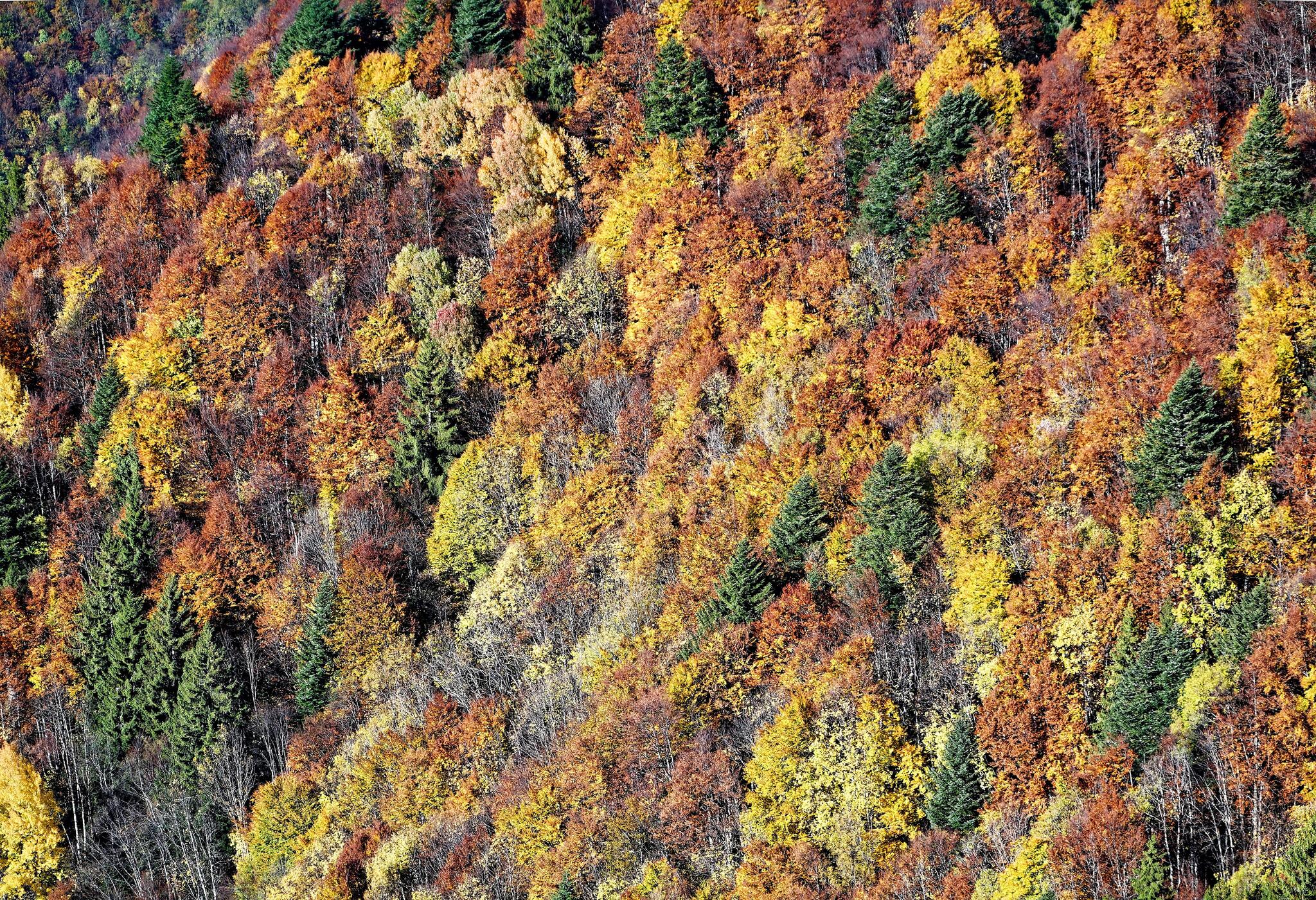 Tableau automnal, Savoie [Photo de Gérard Bronnec]