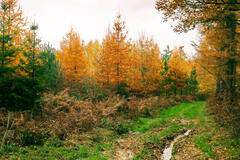 Chemin forestier de Ben-Ahin (Huy), Belgique