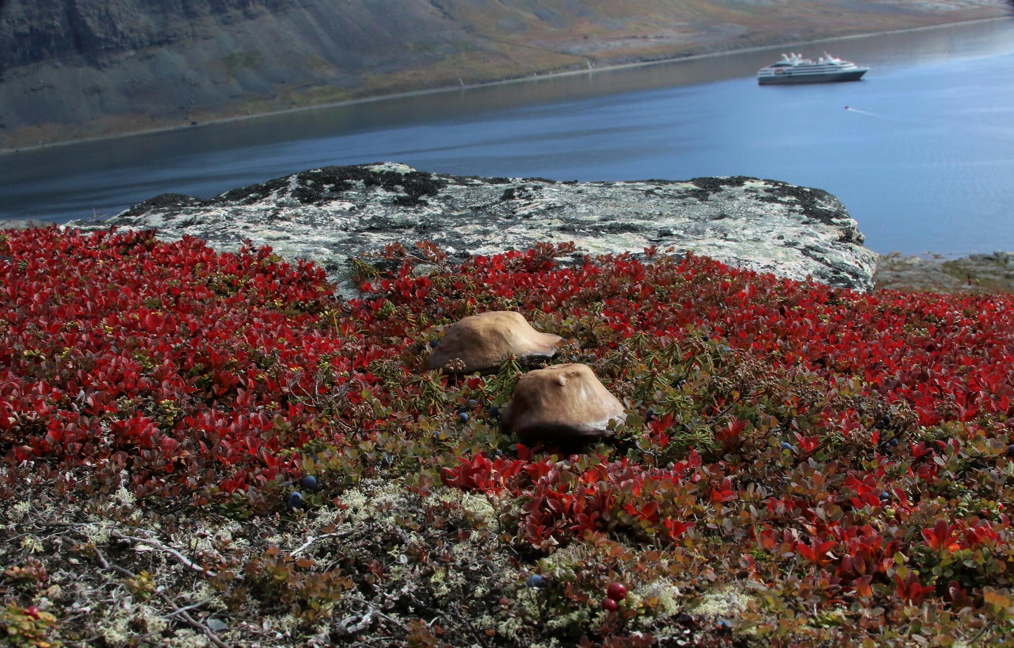 Couleurs du sommet automnal (914m) [Photo de Jean Putzeys]