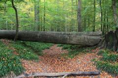 Après la tempête