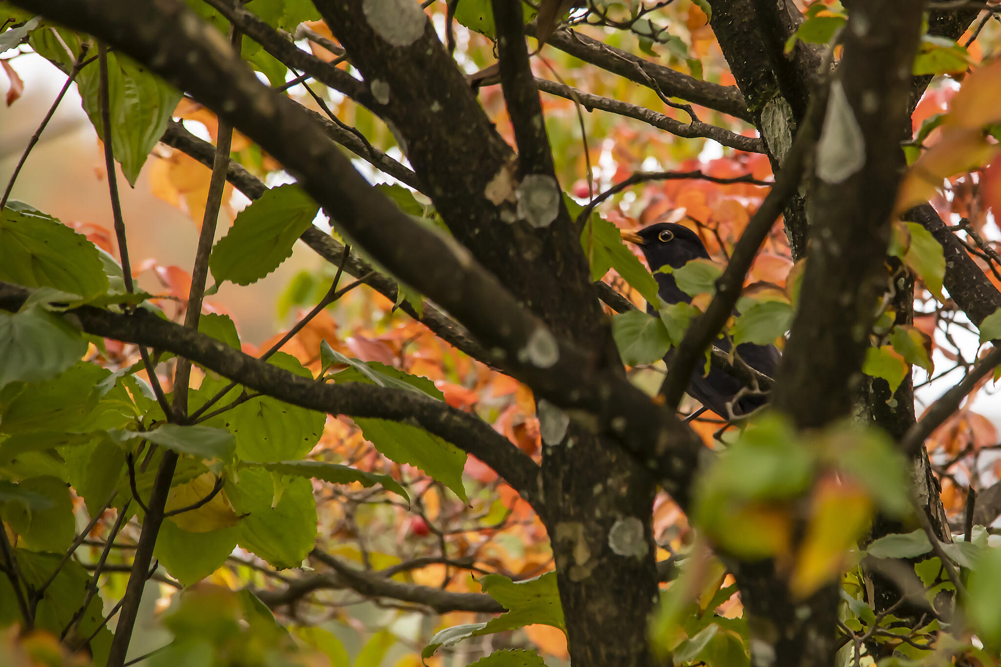 Le merle moqueur [Photo de Marina Labar]
