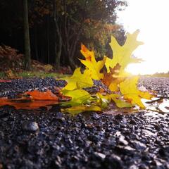 Feuilles d'automne