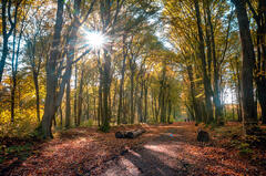 Promenons nous dans les bois...