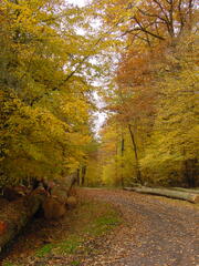 Sur la route automnale