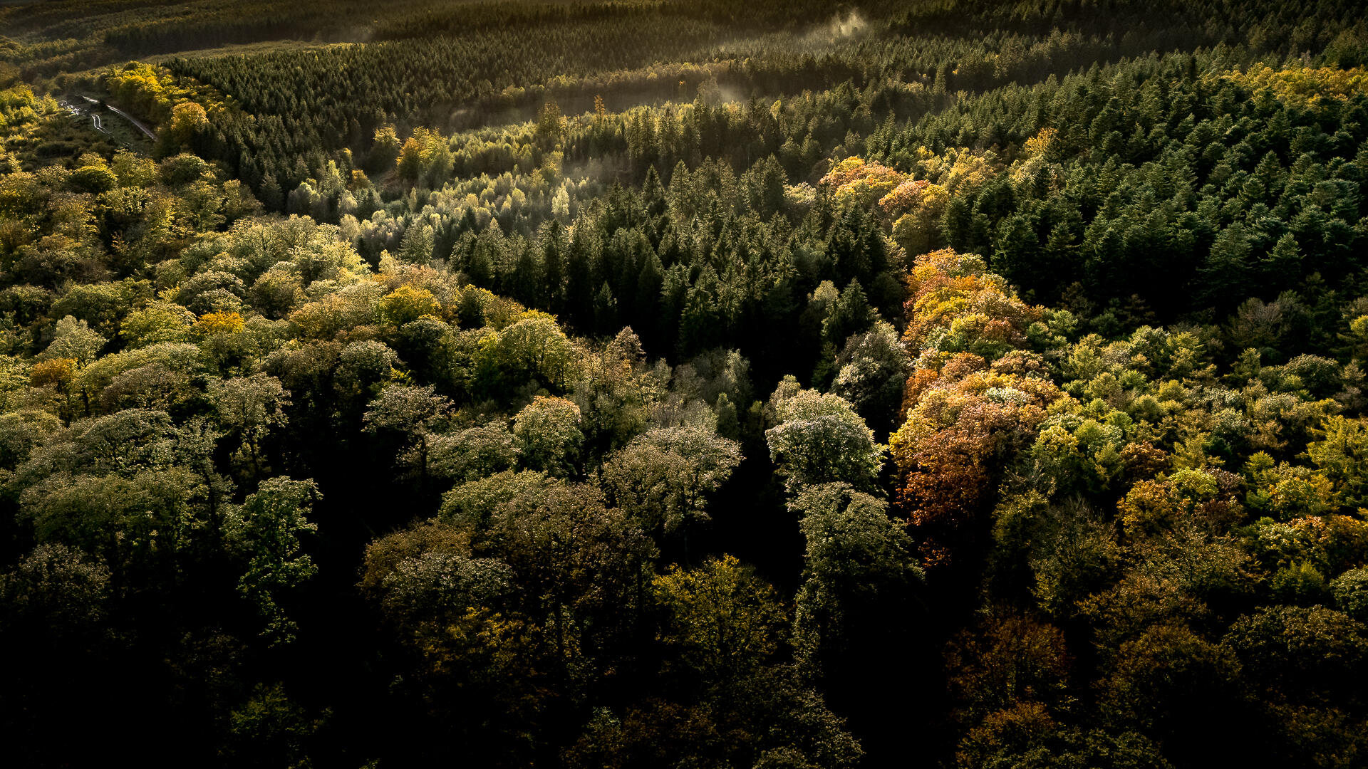 Au dessus de la forêt [Photo de Xavier Rocton]