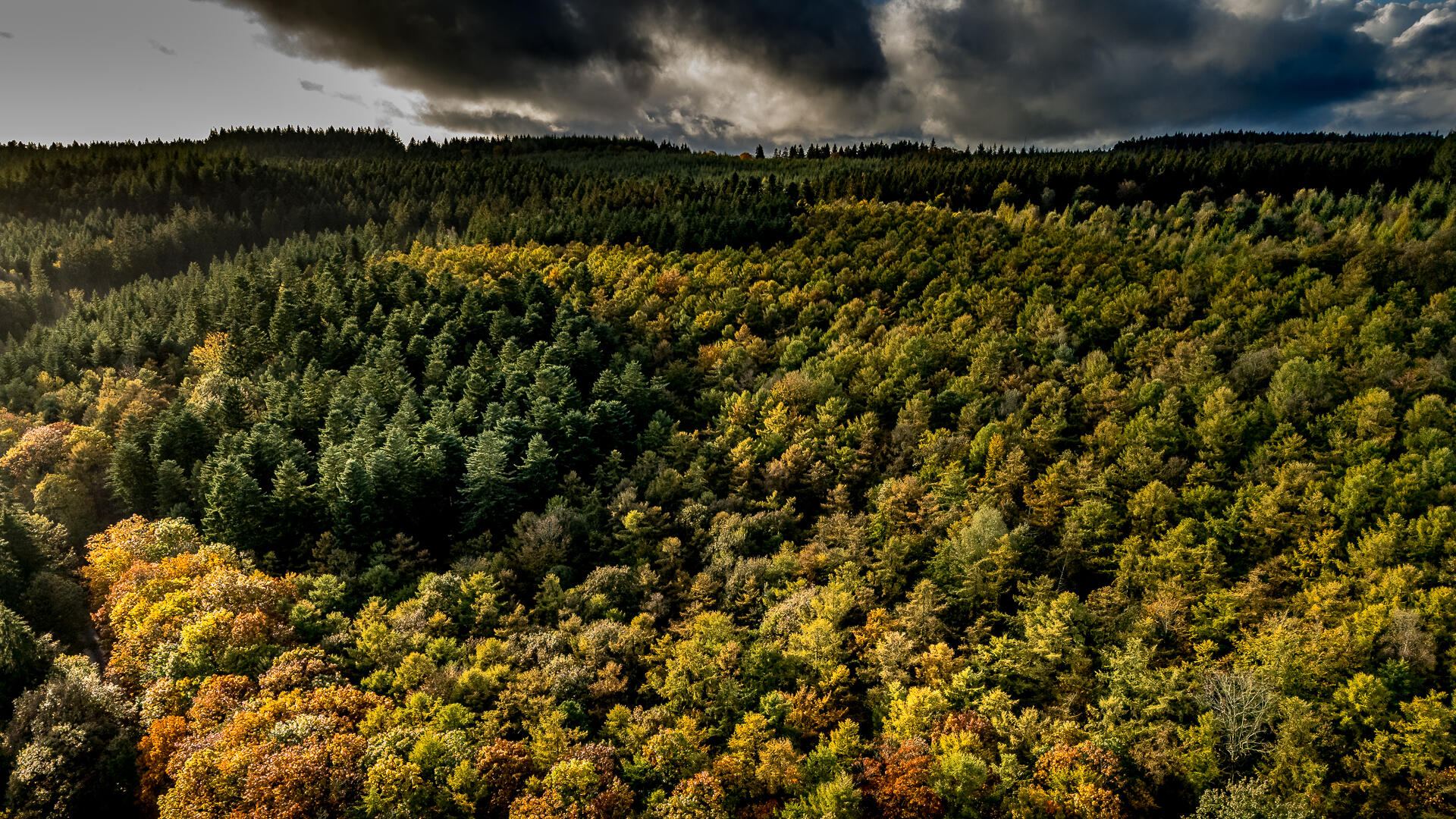 Vue de la cîme des arbres [Photo de Xavier Rocton]