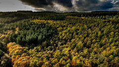 Vue de la cîme des arbres