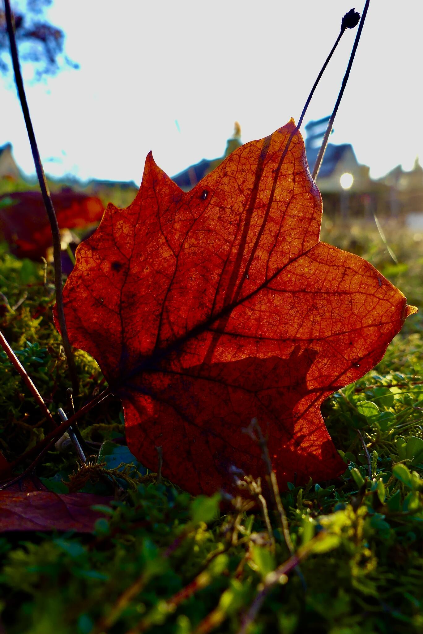 Feuille d'Automne [Photo de Virginie Crevoisier]