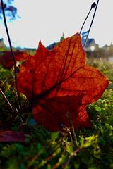 Feuille d'Automne