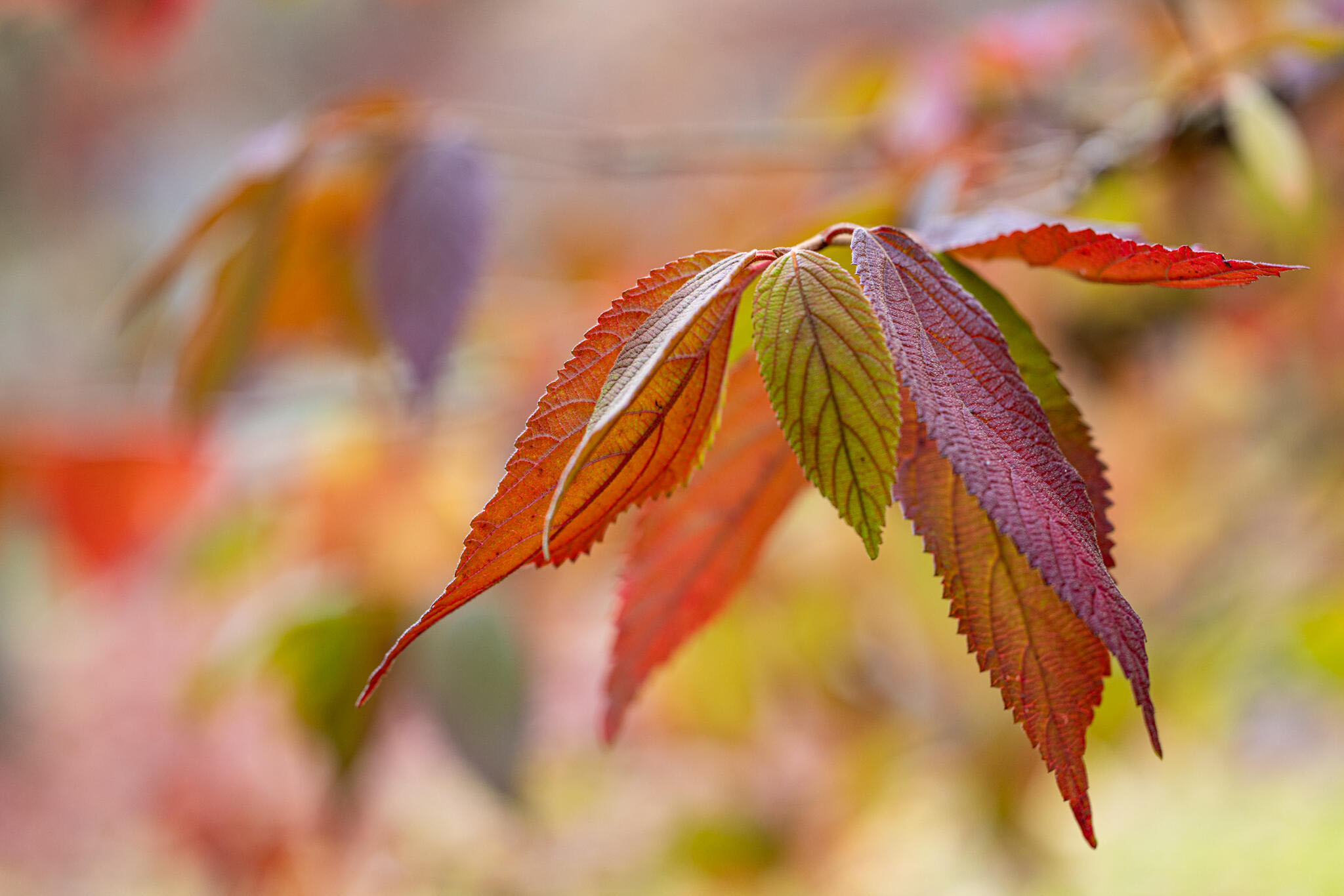 Panaché de couleurs [Photo de Arwen François]