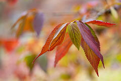 Panaché de couleurs