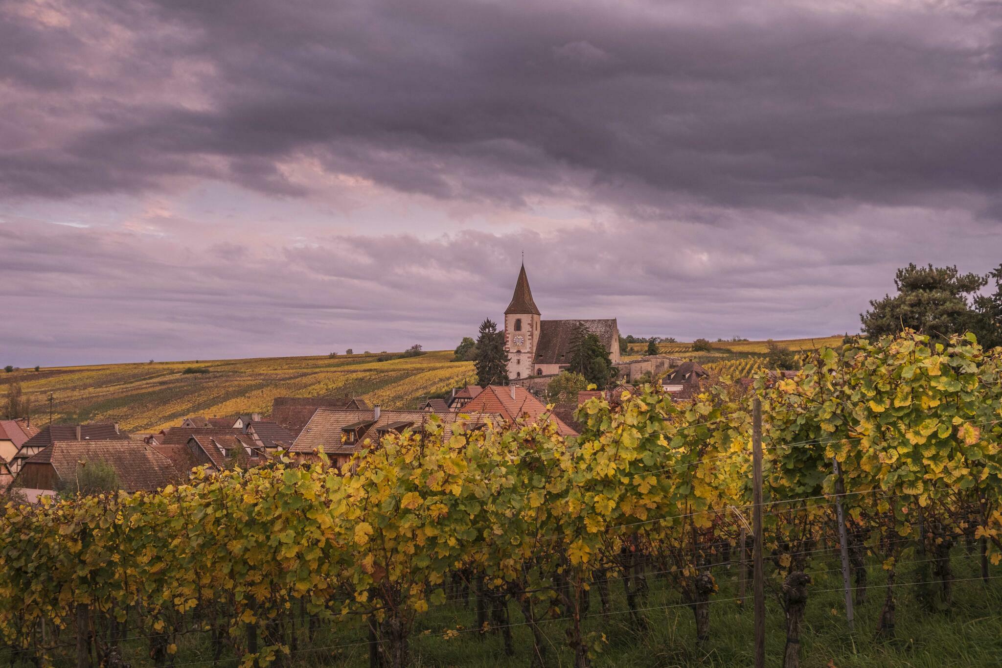 Dans les vignes [Photo de Christine Winters]