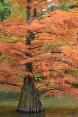 Arbre magnifique abritant qq oiseaux