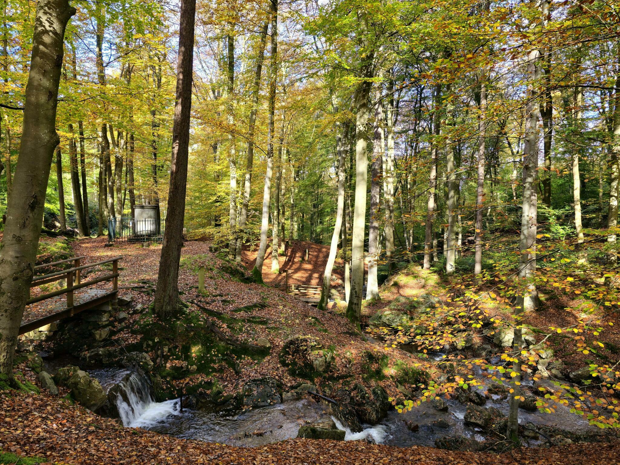 Forêts spadoises [Photo de Geneviève Legay]