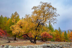 Palette d'Automne