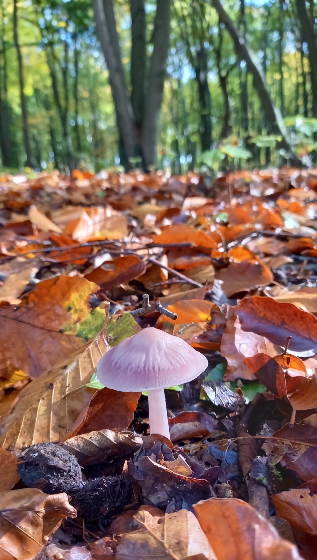 Chapi chapeau [Photo de Christiane Géradon]