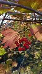 Rouges fruits