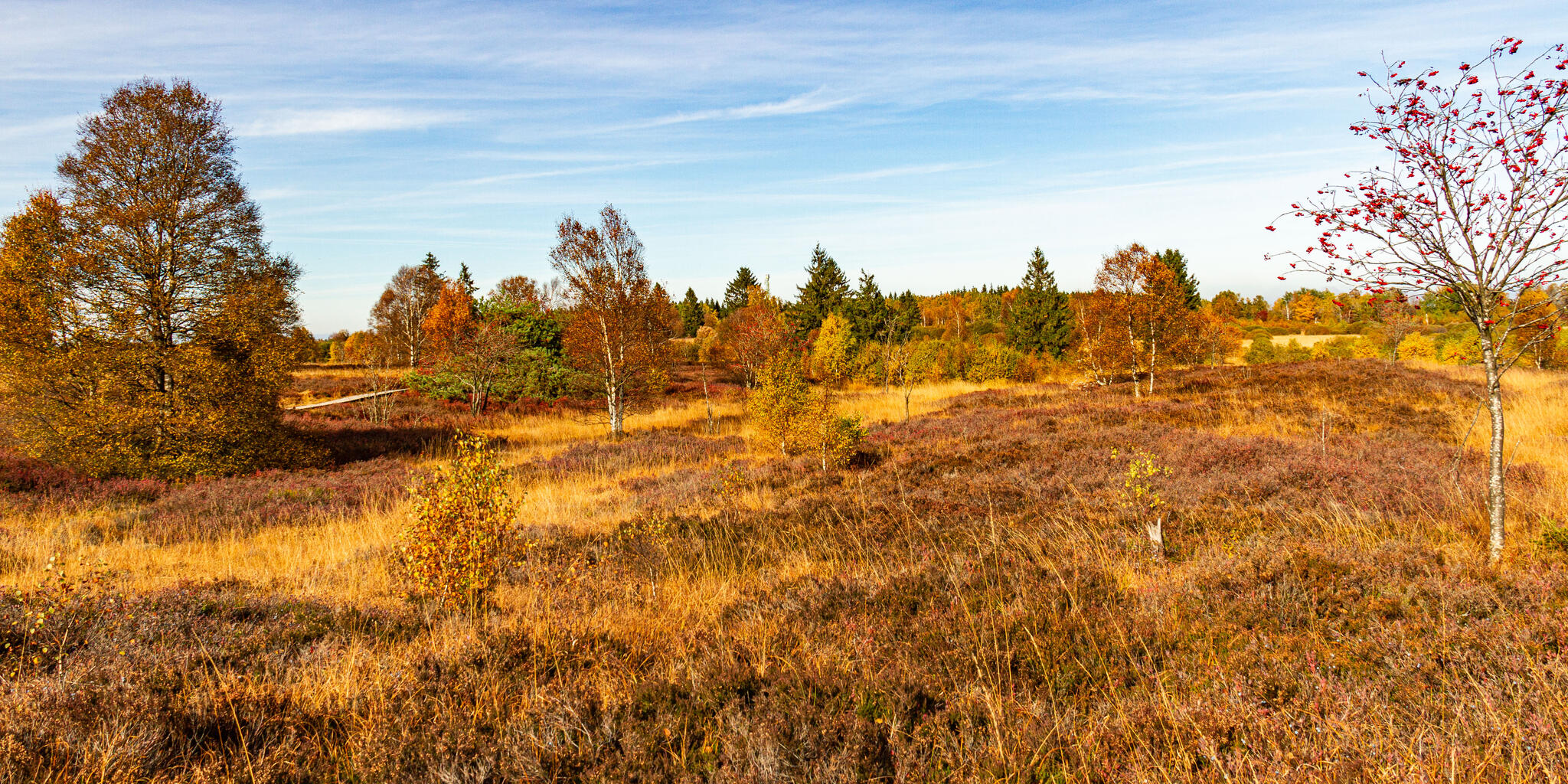 En Fagnes [Photo de Yves Lamboray]