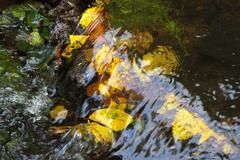 L'Automne sous l'eau