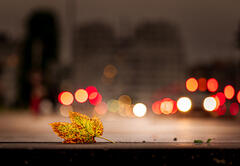 Dans la lumière d'automne