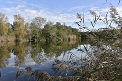 Reflets d'automne dans l'eau