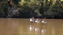 Envol des oies sauvages sur l'Ourthe.