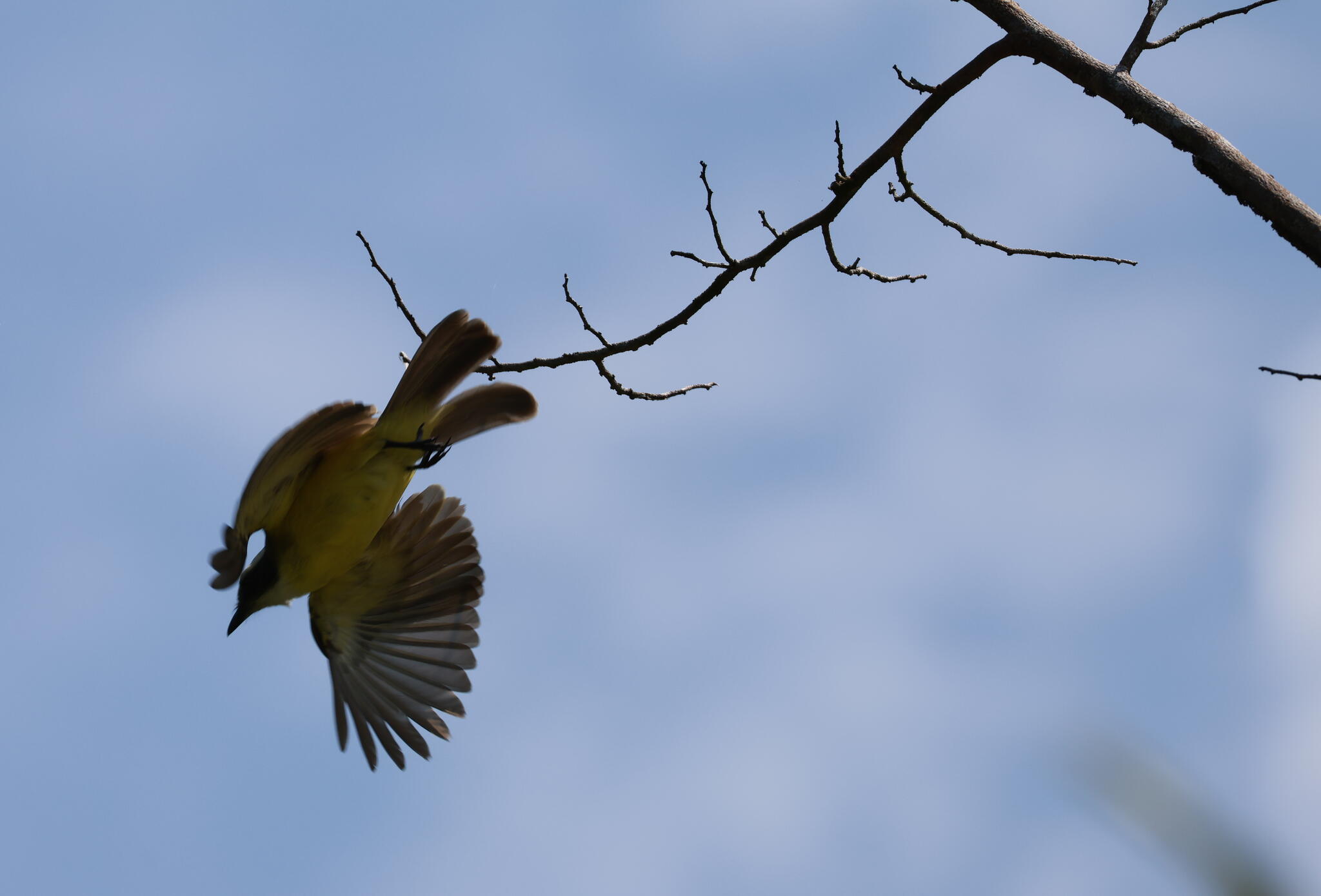Plongeon de haut vol [Photo de Daniele Deleglise]