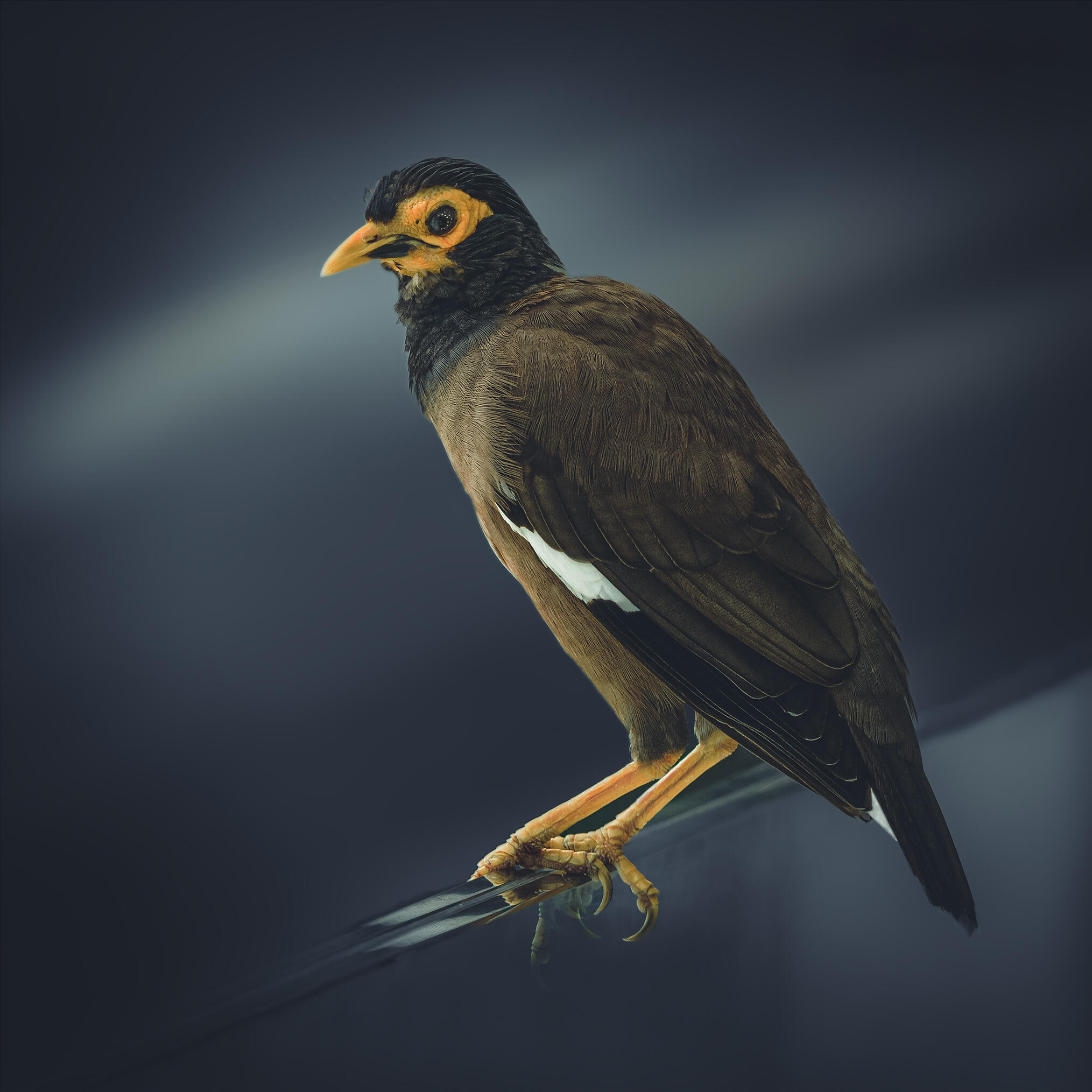 Mynah [Photo de Daniele Schlusmans]