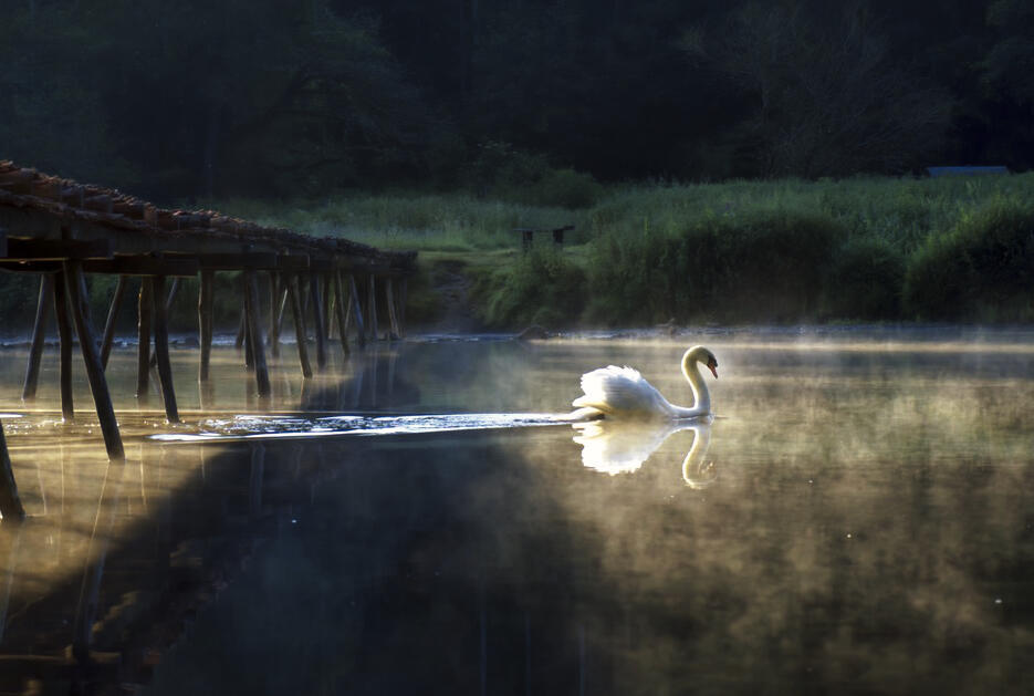 Matin brumeux  [Photo de Sabine Coulon]