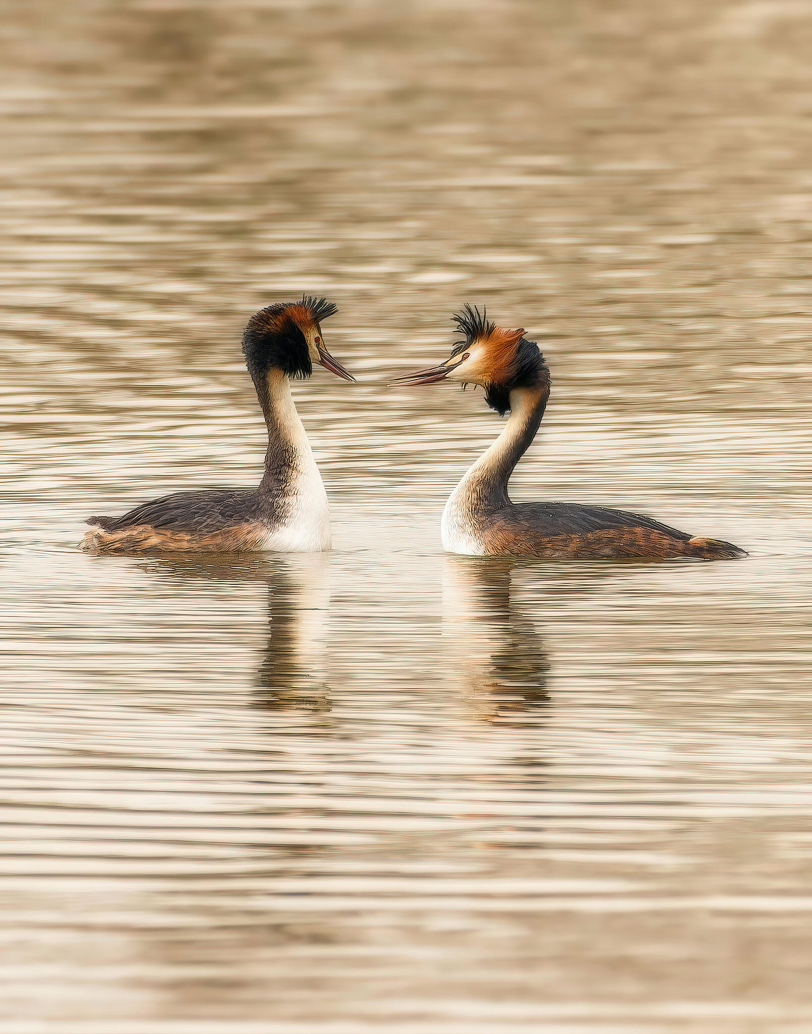 Parade nuptiale des Grèbes huppés [Photo de Françoise Touhé]